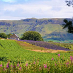 Grown in Scotland Scottish Lavender Oils 2