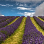 Grown in Scotland Scottish Lavender Oils 3