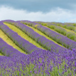 Grown in Scotland Scottish Lavender Oils 4