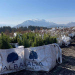 Grown in the UK Alba Trees 10