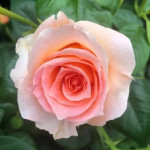 Grown in the UK Cocker’s Roses 1