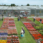 Grown in the UK Pentland Plants 1