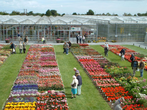 Grown in the UK Pentland Plants 1