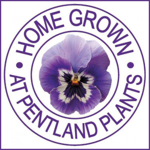 Grown in the UK Pentland Plants 6