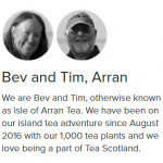 Grown in the UK Tea Scotland Isle of Arran Tea 2