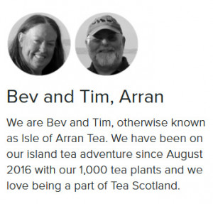 Grown in the UK Tea Scotland Isle of Arran Tea 2