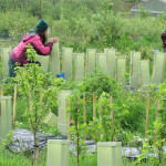 Grown in the UK Tea Scotland Isle of Lismore Tea 3