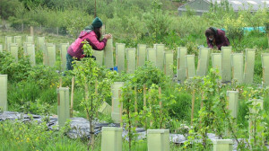 Grown in the UK Tea Scotland Isle of Lismore Tea 3