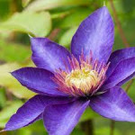 Grown in the UK Corachie Clematis Garden Centre