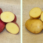 Grown in the UK Potato House 4