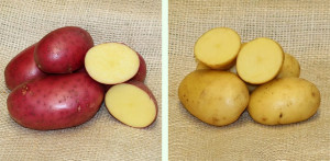 Grown in the UK Potato House 4