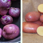 Grown in the UK Potato House 5