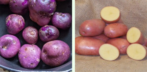 Grown in the UK Potato House 5